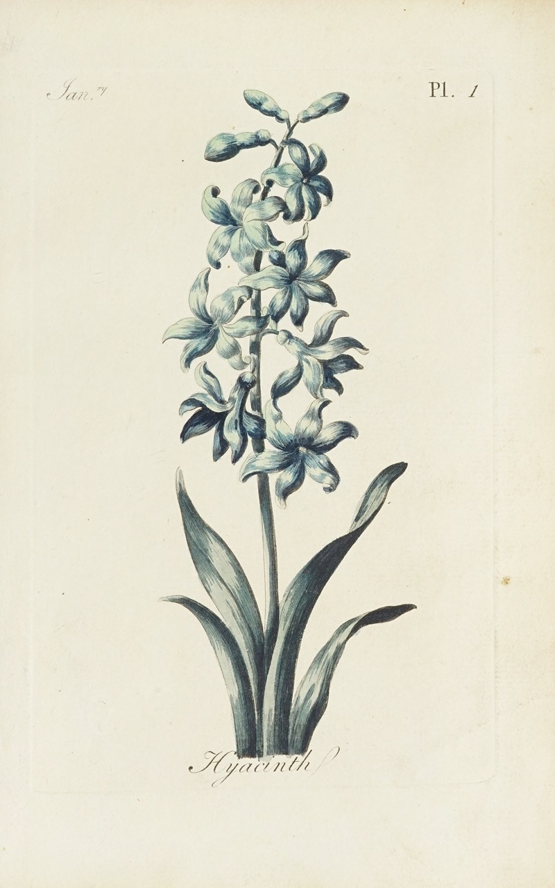Carington Bowles - Hyacinth