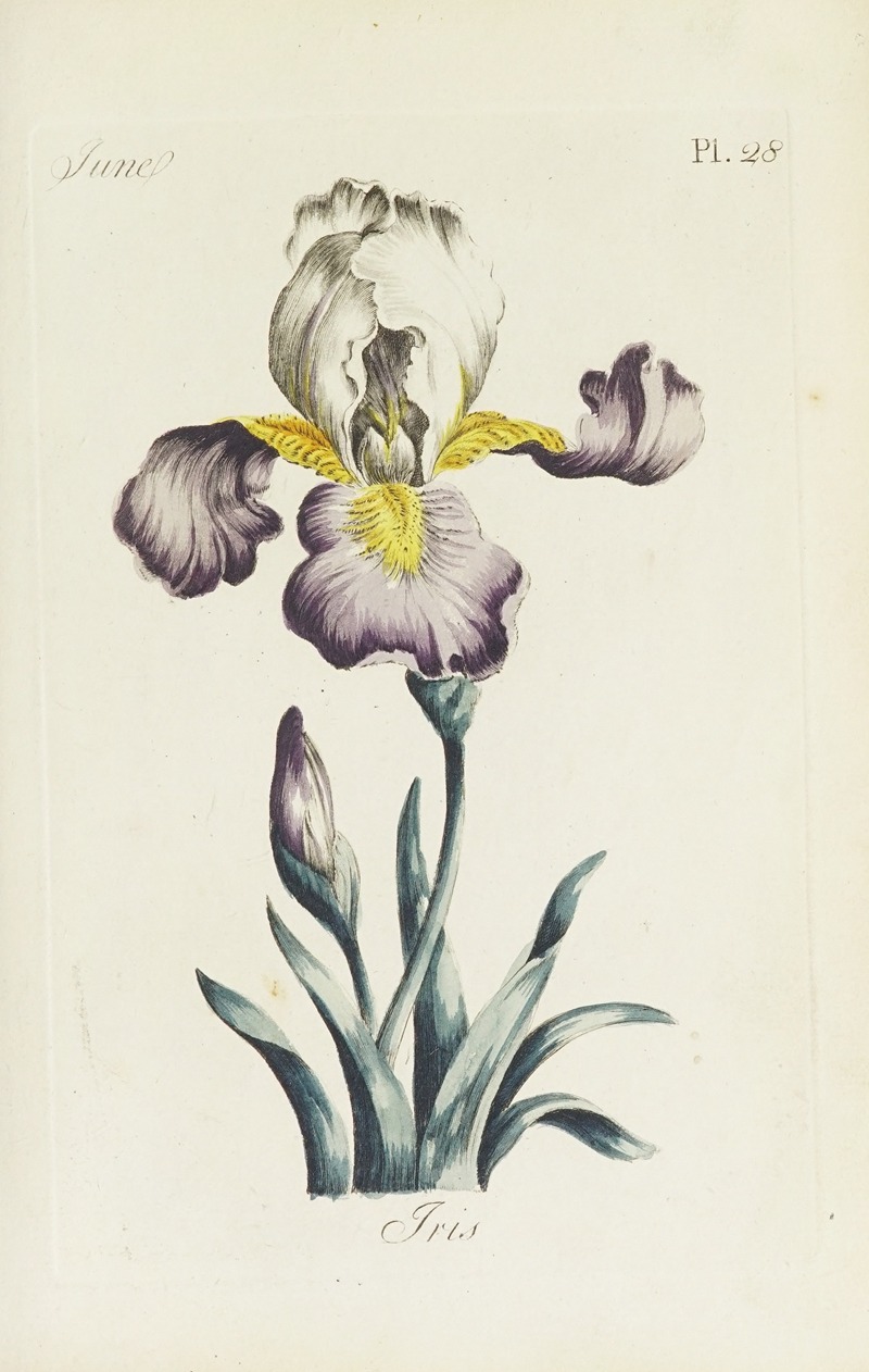 Carington Bowles - Iris