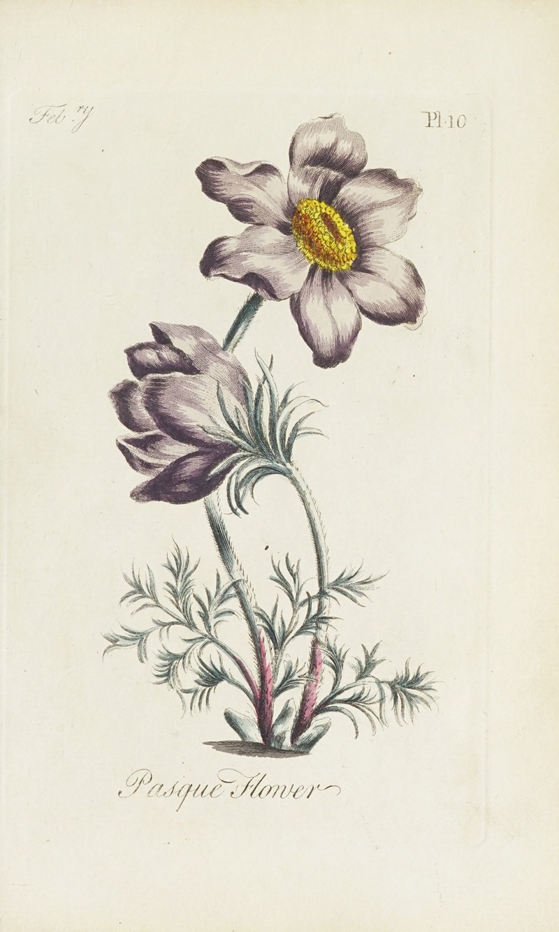 Carington Bowles - Pasque flower