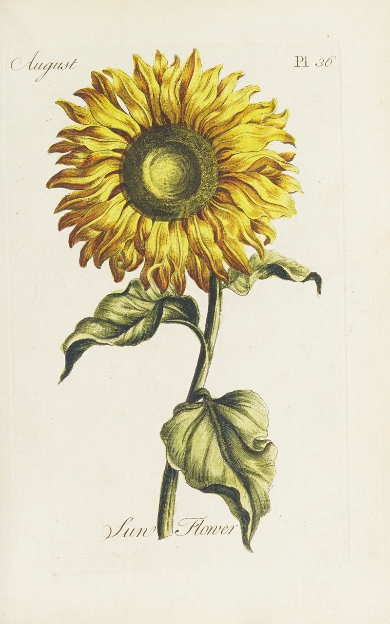 Carington Bowles - Sun flower