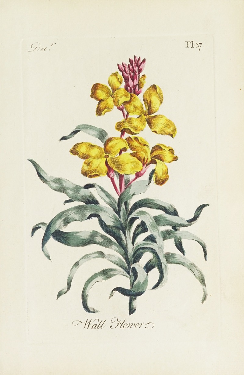 Carington Bowles - Wall Flower