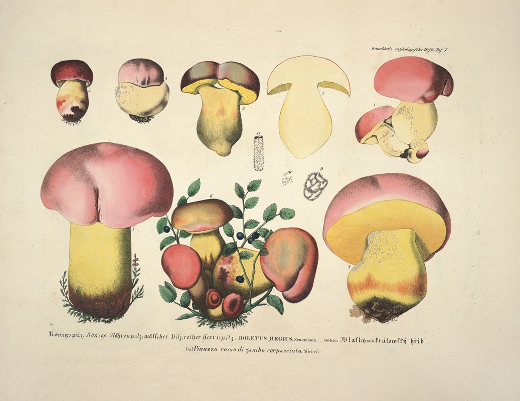 J. V. Krombholz - Naturgetreue Abblidungen und Beschreibungen der essbaren, schädlichen und verdächtigen Schwämme Pl.07