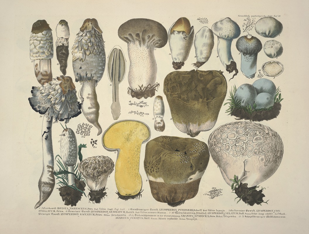 J. V. Krombholz - Naturgetreue Abblidungen und Beschreibungen der essbaren, schädlichen und verdächtigen Schwämme Pl.30