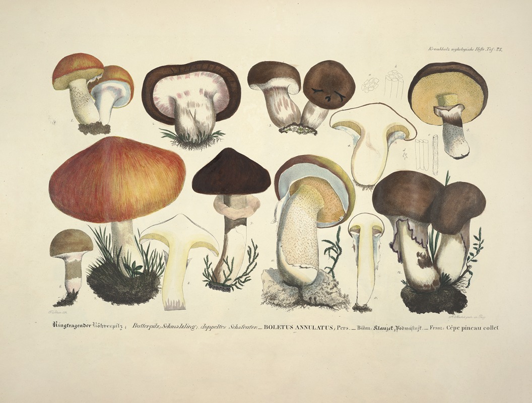 J. V. Krombholz - Naturgetreue Abblidungen und Beschreibungen der essbaren, schädlichen und verdächtigen Schwämme Pl.33