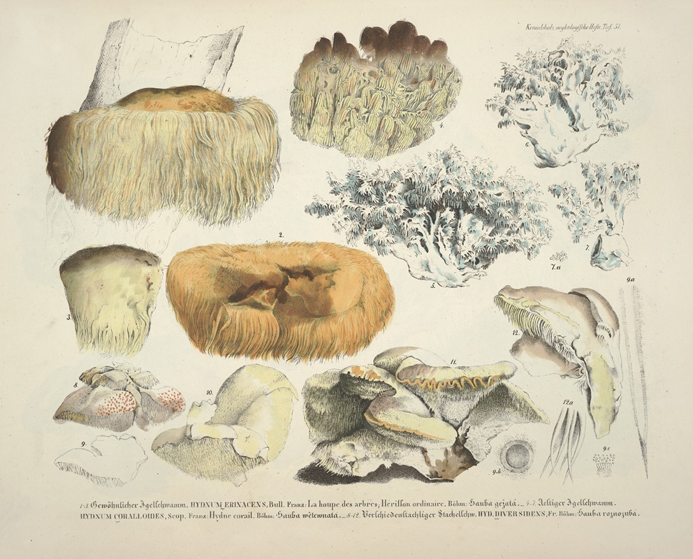 J. V. Krombholz - Naturgetreue Abblidungen und Beschreibungen der essbaren, schädlichen und verdächtigen Schwämme Pl.51