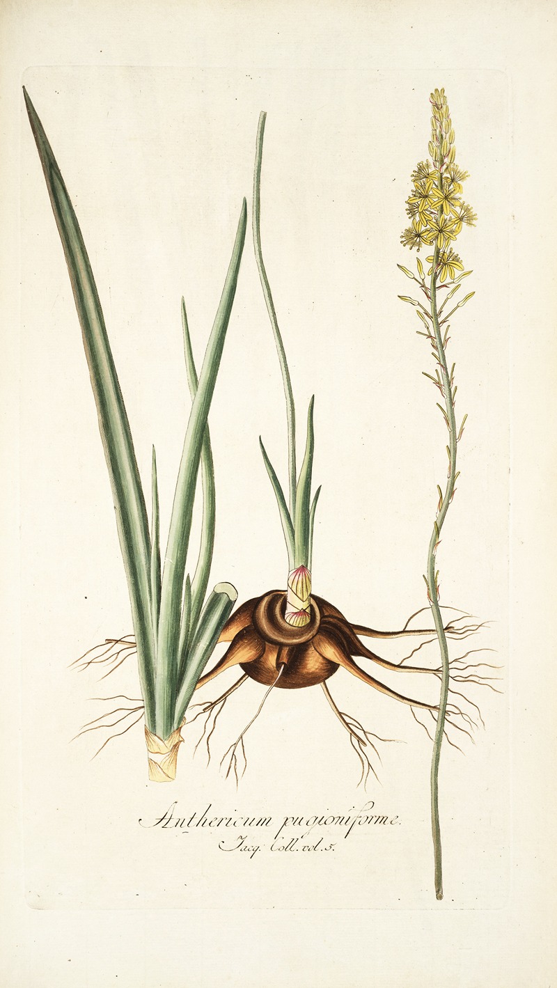 Nikolaus Joseph Freiherr von Jacquin - Anthericum pugioniforme