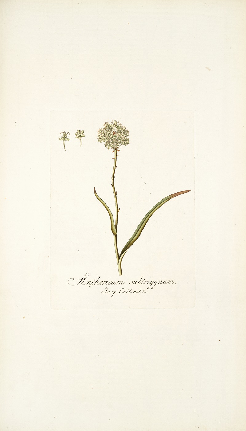 Nikolaus Joseph Freiherr von Jacquin - Anthericum subtrigynum