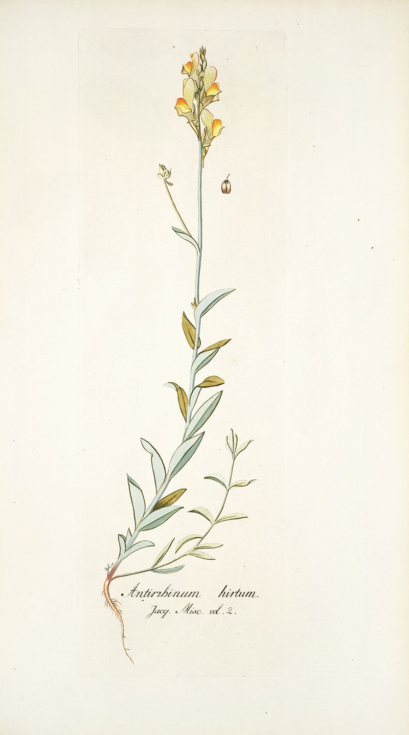 Nikolaus Joseph Freiherr von Jacquin - Antirrhinum hirtum