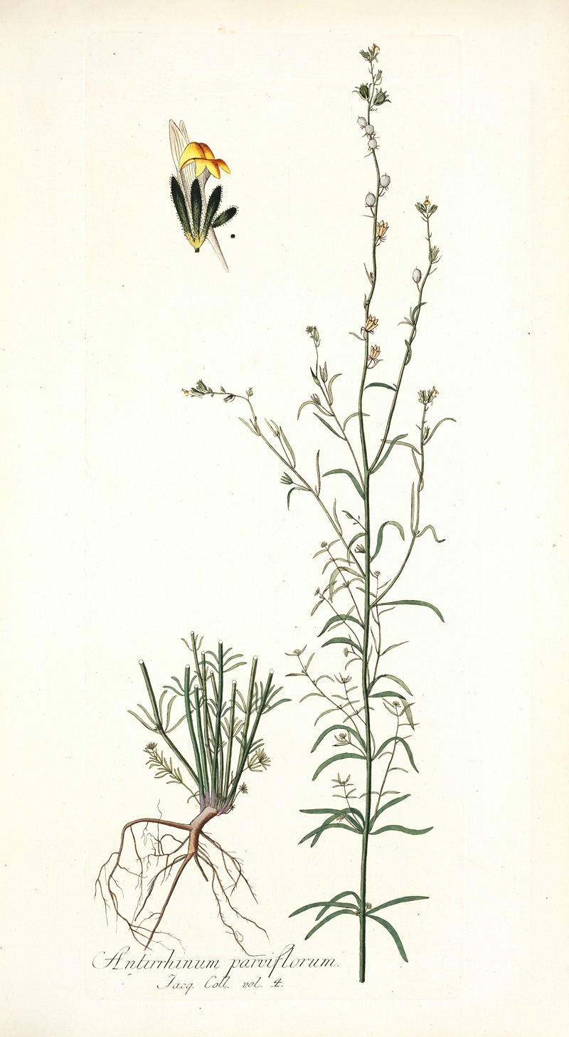 Nikolaus Joseph Freiherr von Jacquin - Antirrhinum parviflorum