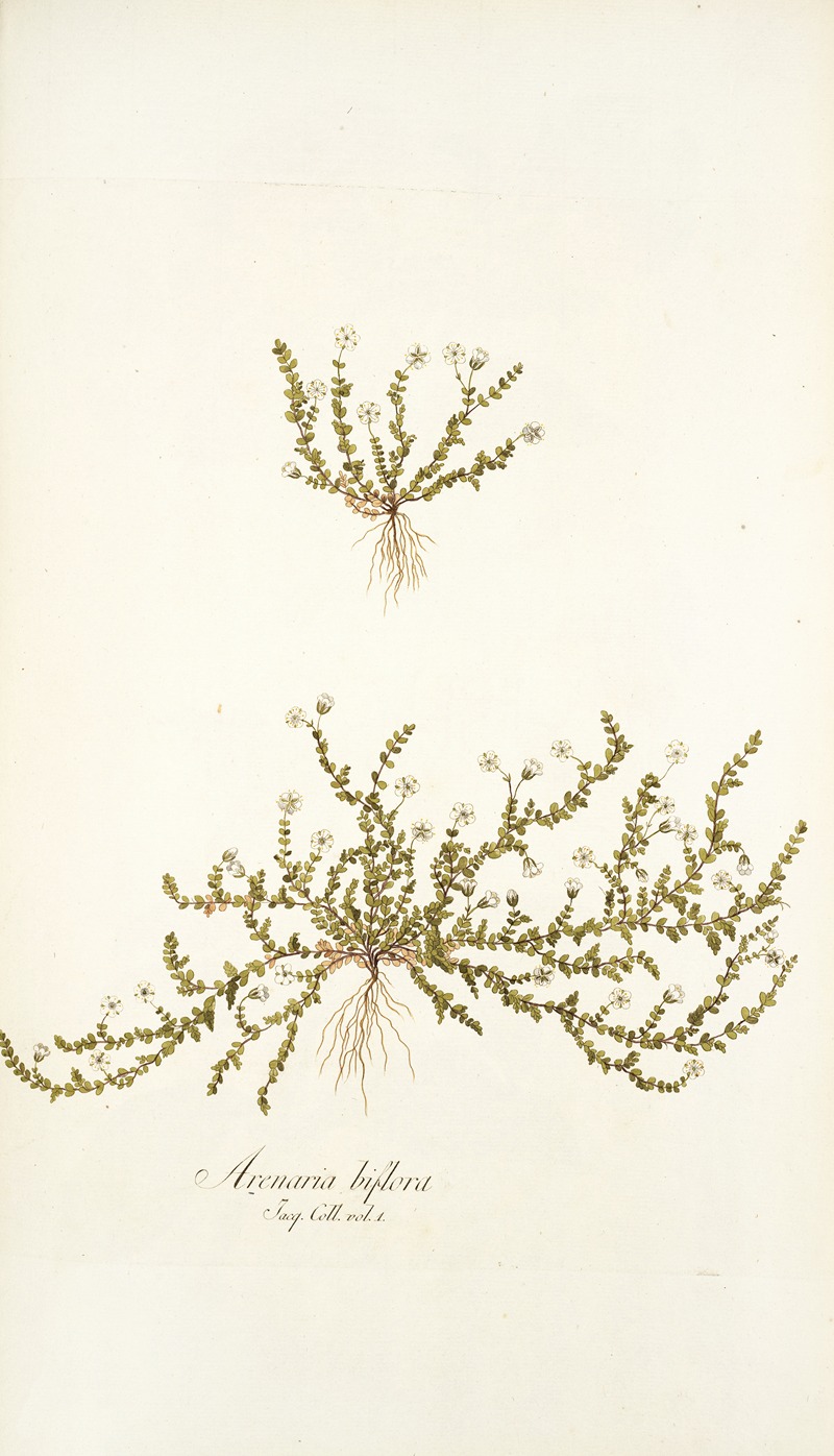 Nikolaus Joseph Freiherr von Jacquin - Arenaria biflora