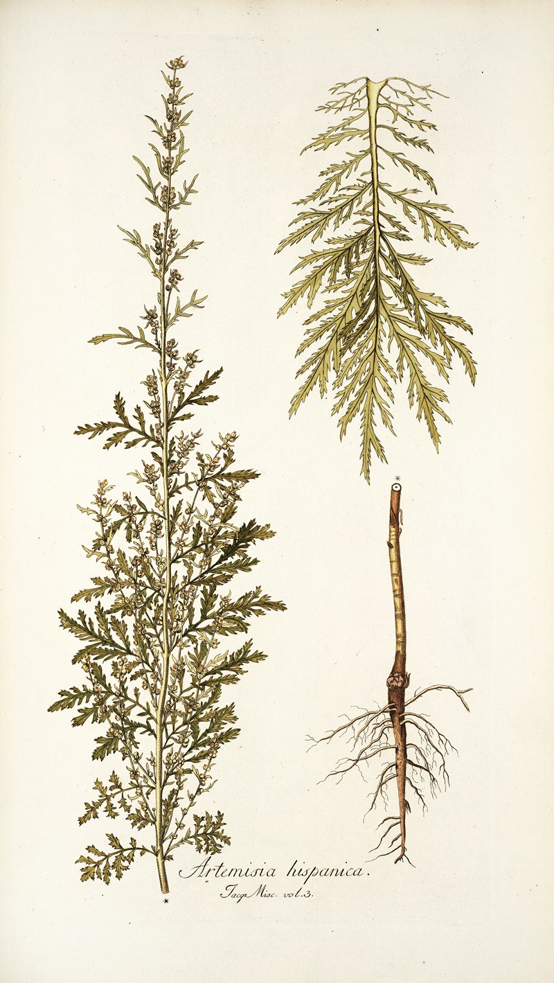 Nikolaus Joseph Freiherr von Jacquin - Artemisia hispanica