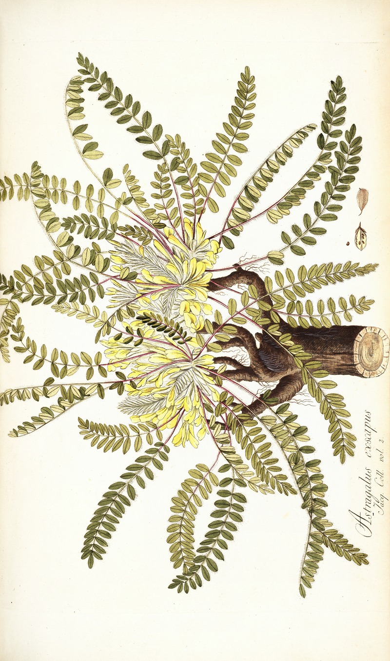 Nikolaus Joseph Freiherr von Jacquin - Astragalus exscapus