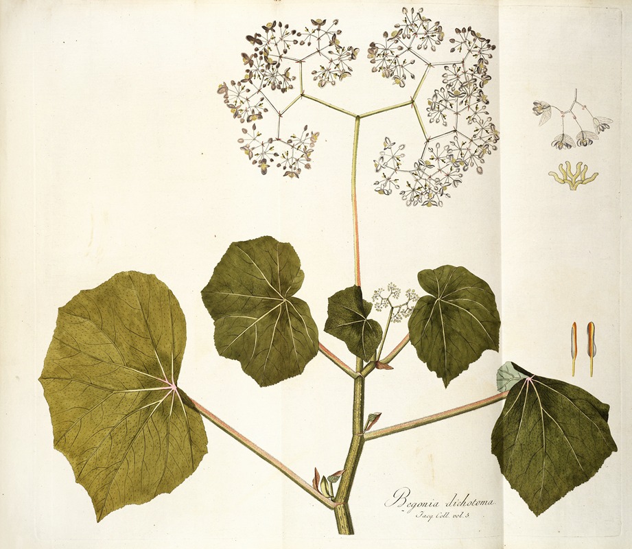 Nikolaus Joseph Freiherr von Jacquin - Begonia dichotoma