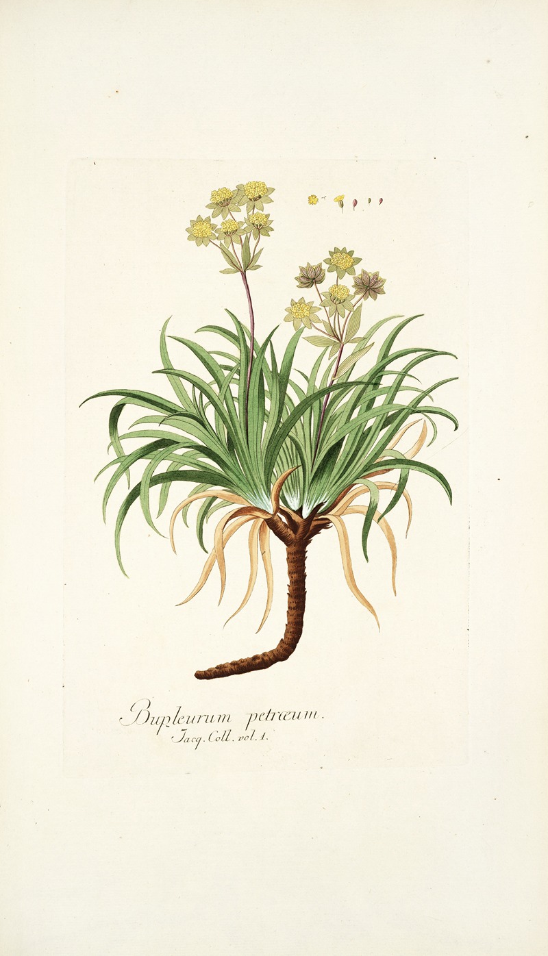 Nikolaus Joseph Freiherr von Jacquin - Bupleurum petraeum