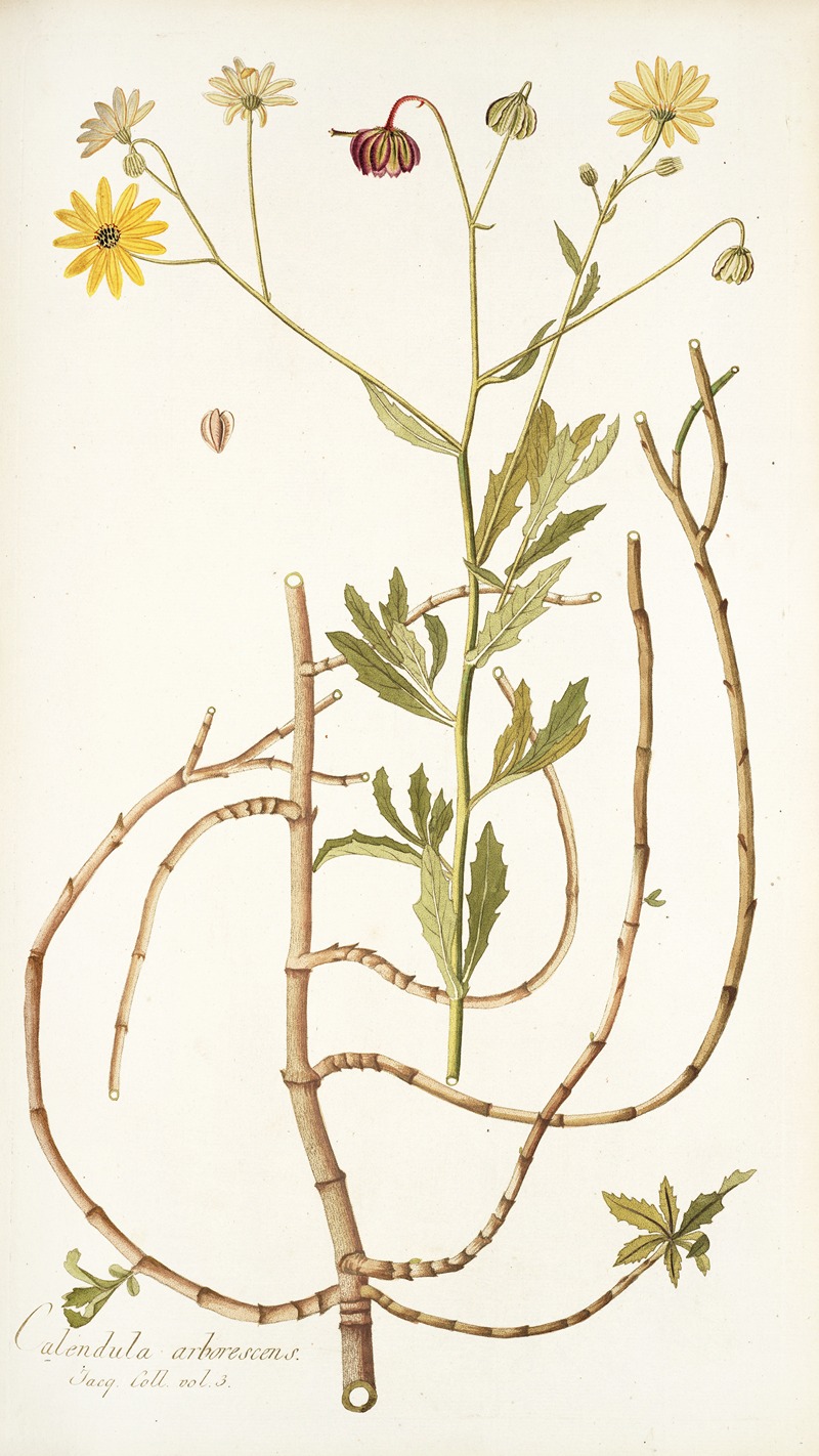 Nikolaus Joseph Freiherr von Jacquin - Calendula arborescens
