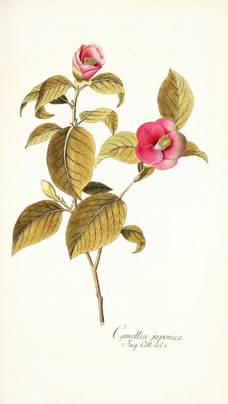 Nikolaus Joseph Freiherr von Jacquin - Camellia japonica