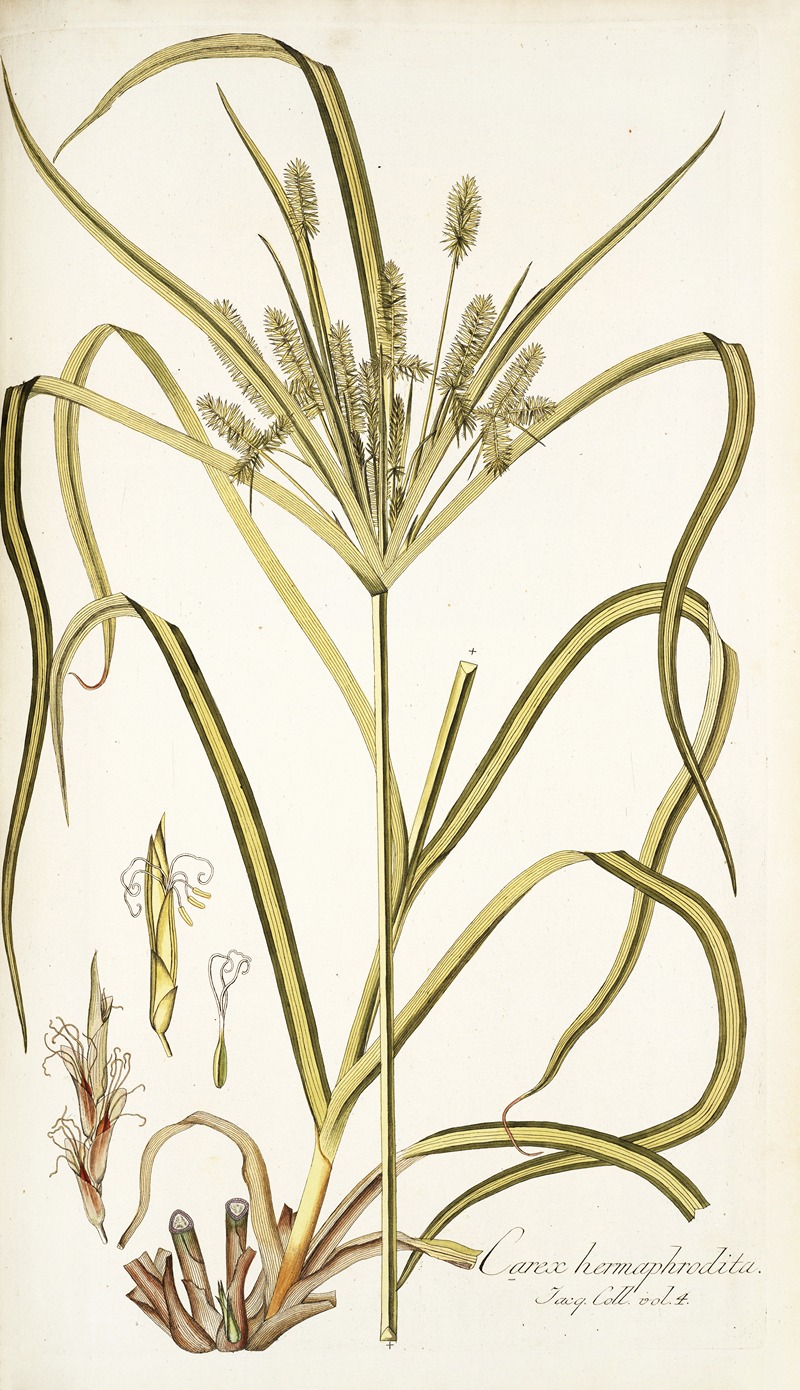 Nikolaus Joseph Freiherr von Jacquin - Carex hermaphrodita