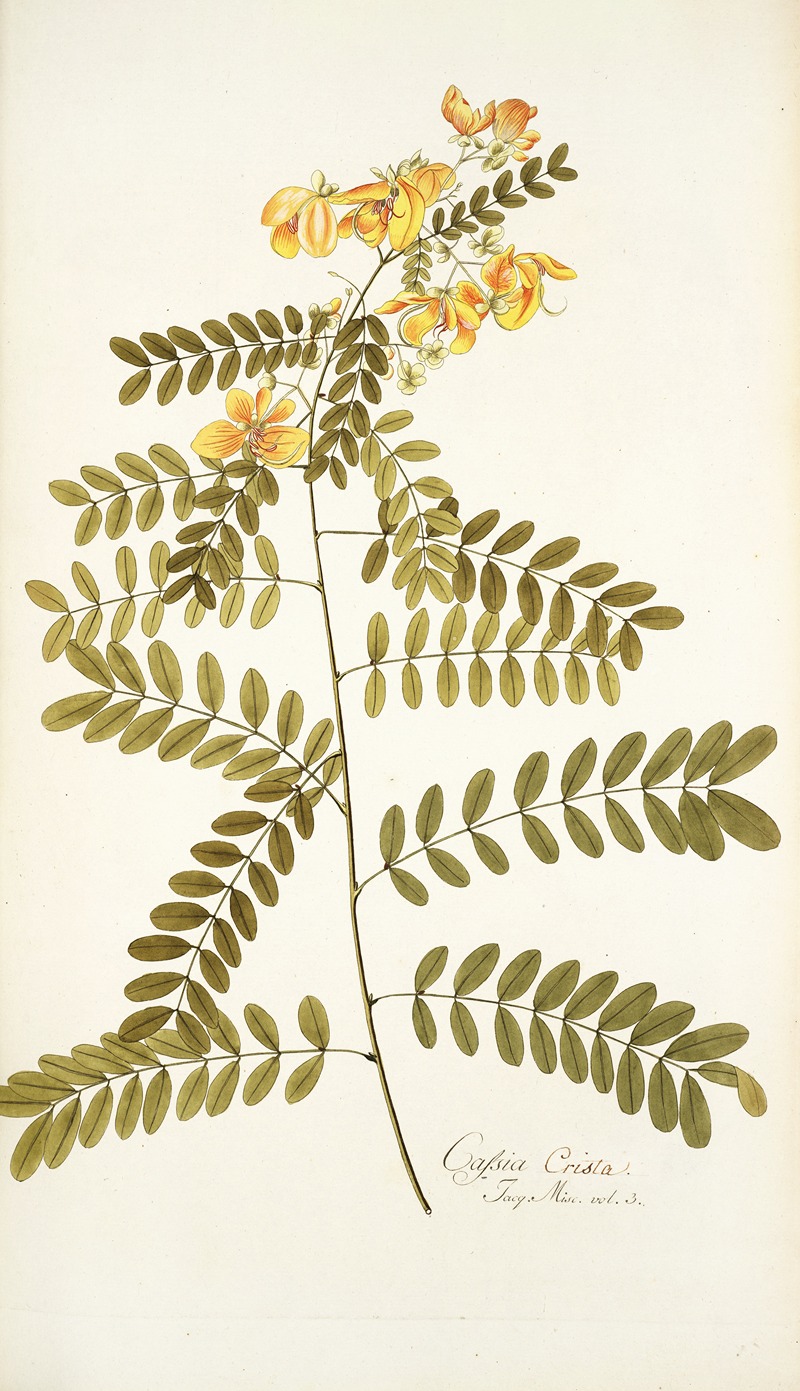 Nikolaus Joseph Freiherr von Jacquin - Cassia crista