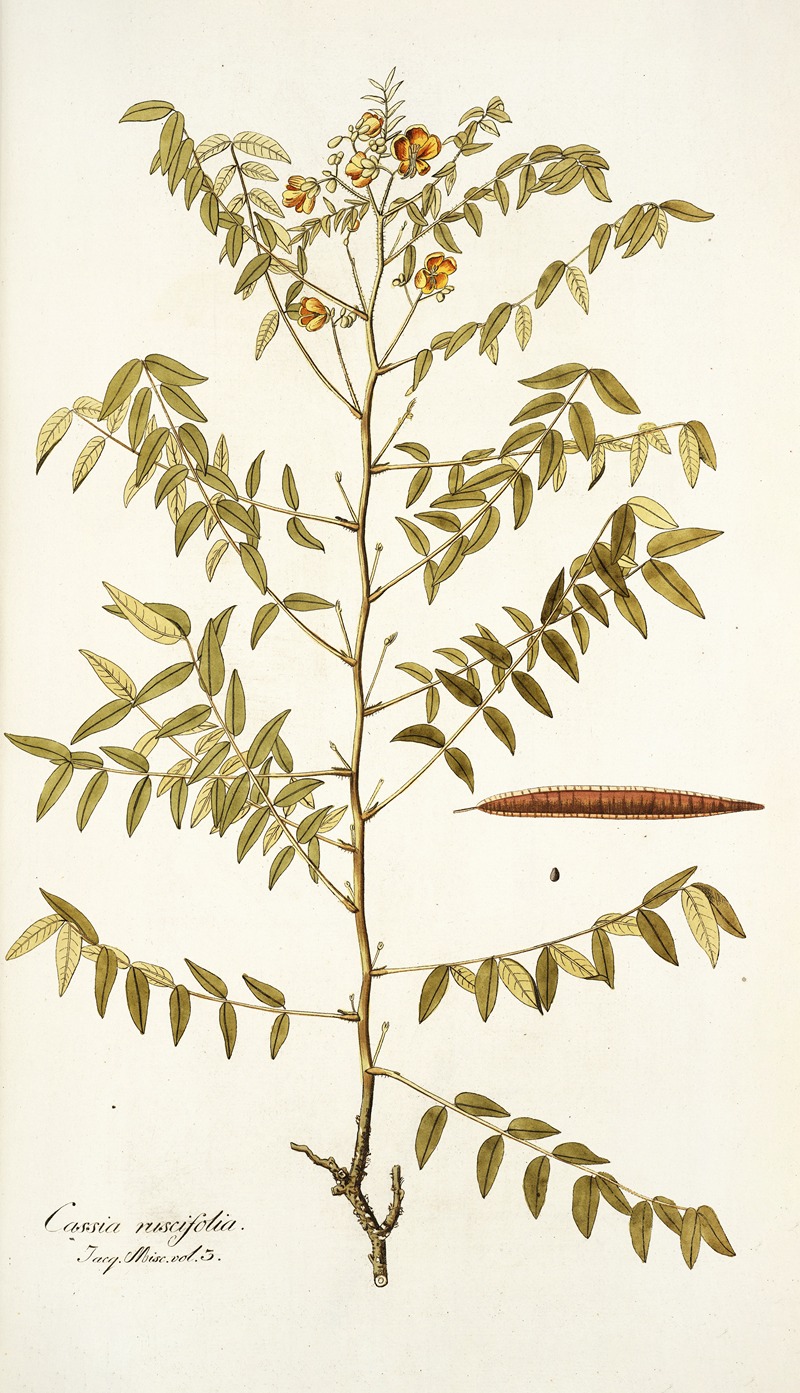 Nikolaus Joseph Freiherr von Jacquin - Cassia ruscifolia