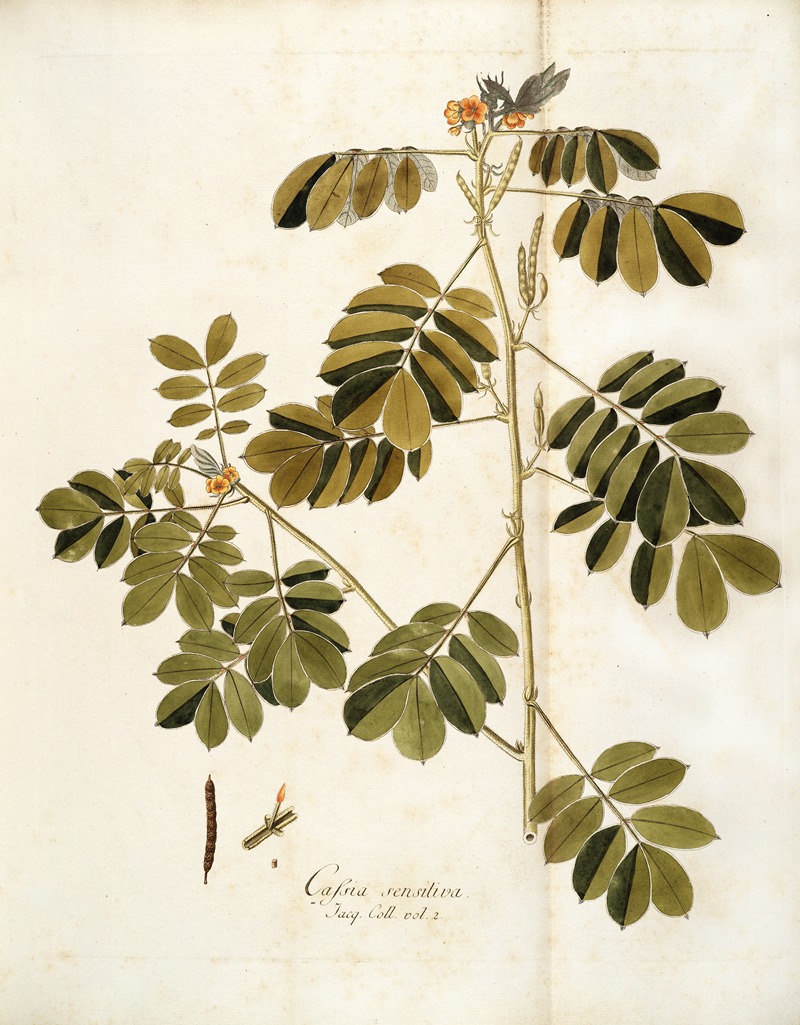 Nikolaus Joseph Freiherr von Jacquin - Cassia sensitiva