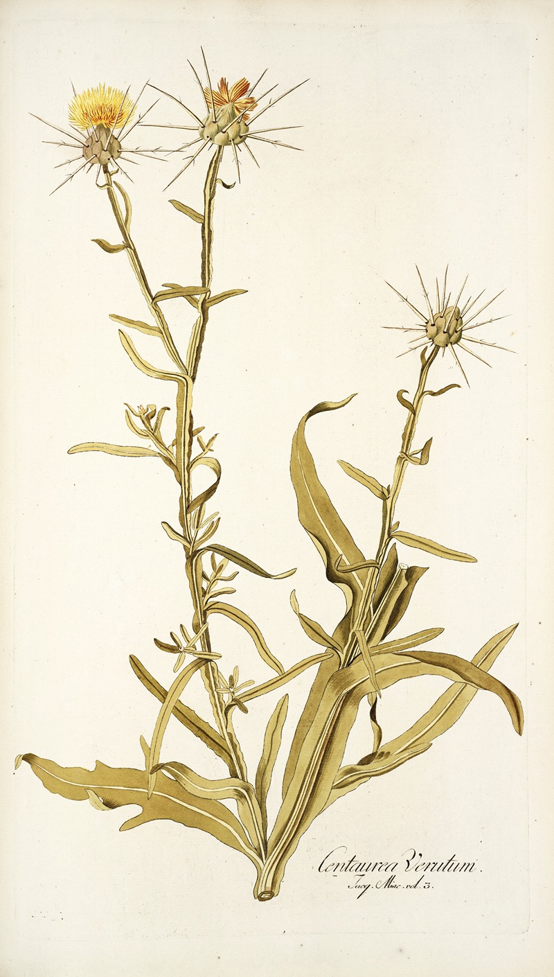 Nikolaus Joseph Freiherr von Jacquin - Centaurea verutum