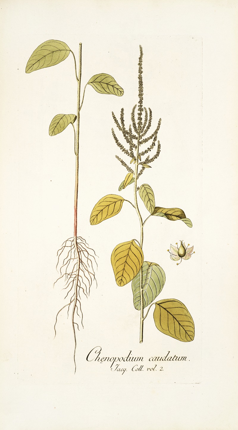 Nikolaus Joseph Freiherr von Jacquin - Chenopodium caudatum