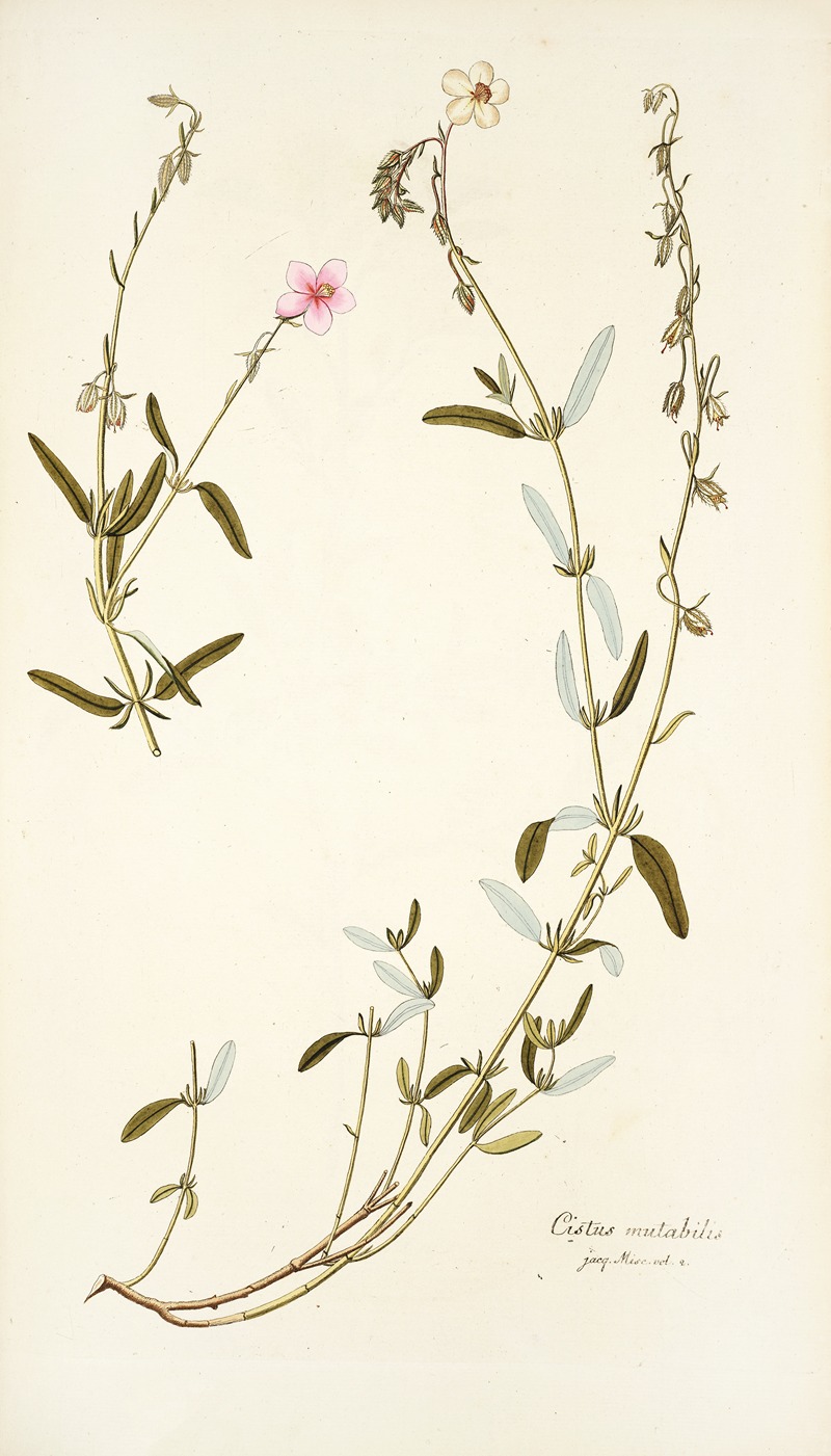 Nikolaus Joseph Freiherr von Jacquin - Cistus mutabilis