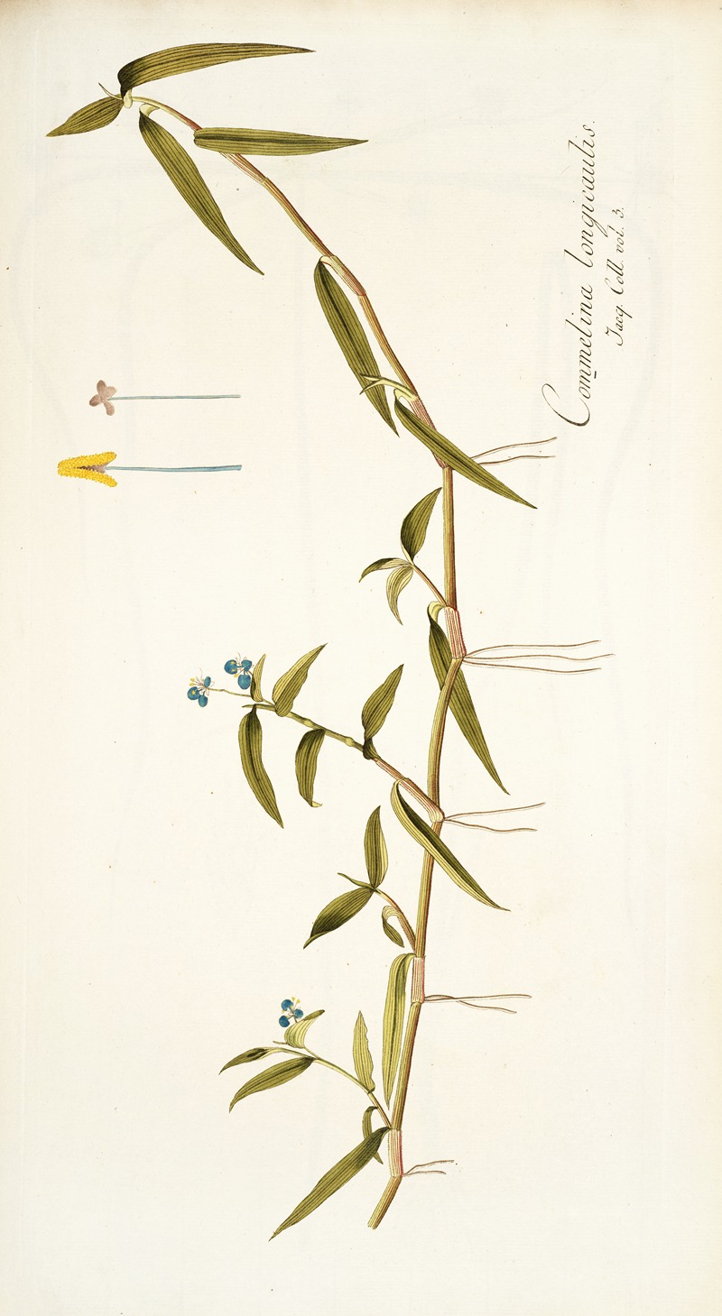 Nikolaus Joseph Freiherr von Jacquin - Commelina longicaulis