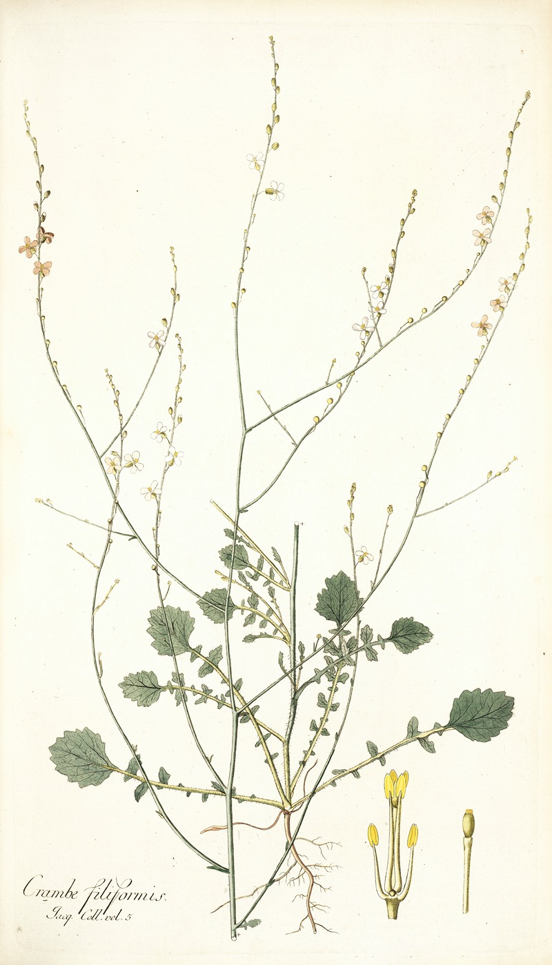 Nikolaus Joseph Freiherr von Jacquin - Crambe filiformis