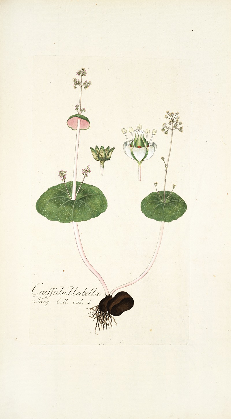 Nikolaus Joseph Freiherr von Jacquin - Crassula umbella