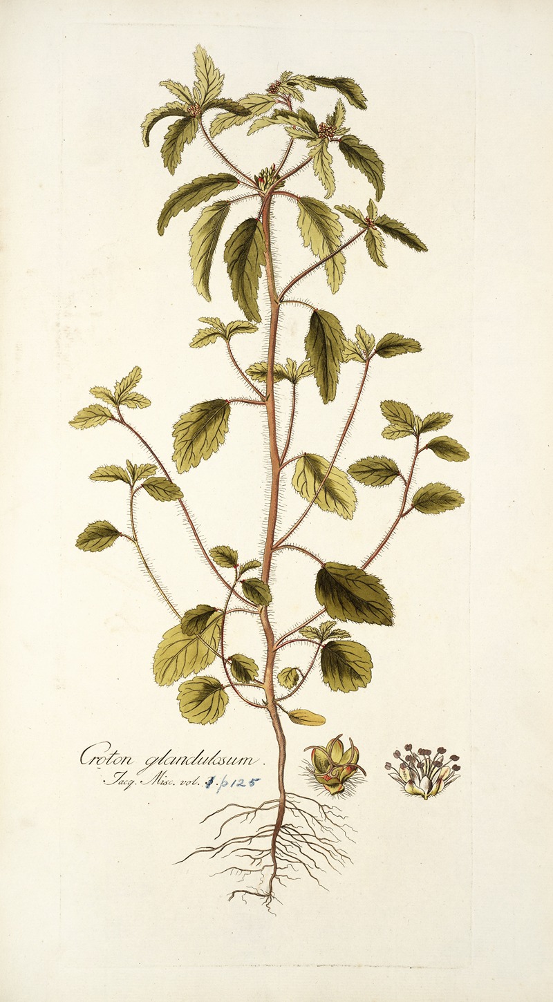 Nikolaus Joseph Freiherr von Jacquin - Croton glandulosum