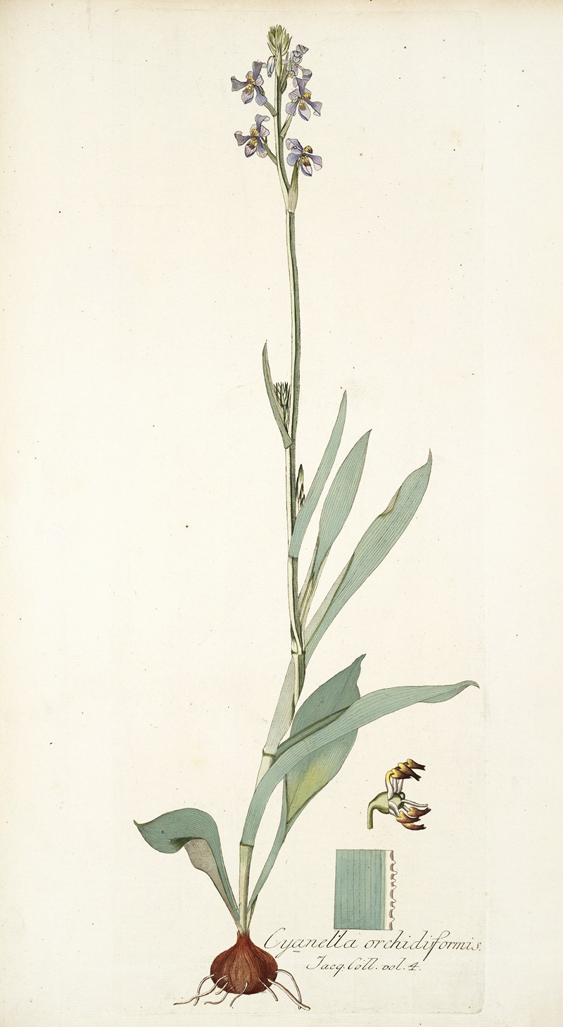 Nikolaus Joseph Freiherr von Jacquin - Cyanella orchidiformis