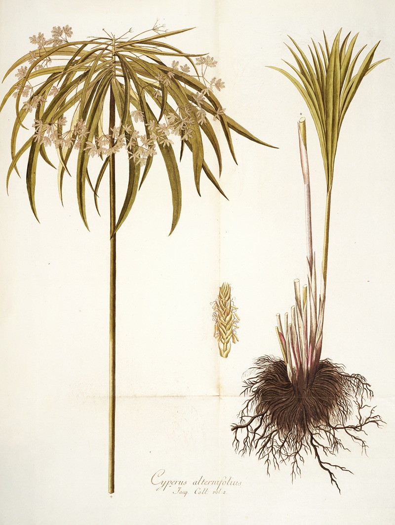 Nikolaus Joseph Freiherr von Jacquin - Cyperus alternifolius