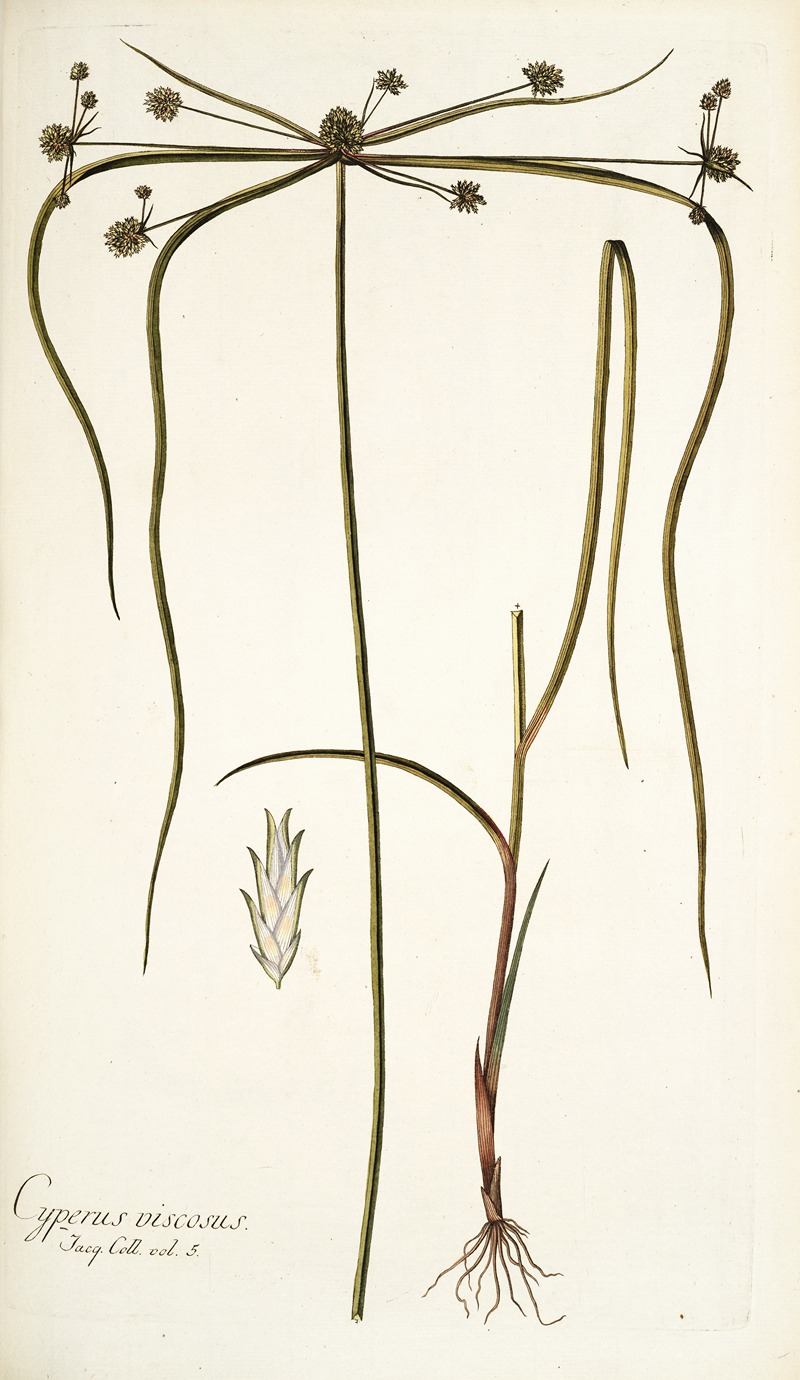 Nikolaus Joseph Freiherr von Jacquin - Cyperus viscosus