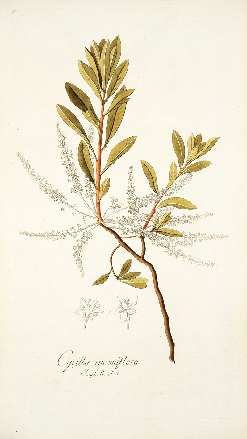 Nikolaus Joseph Freiherr von Jacquin - Cyrilla racemiflora