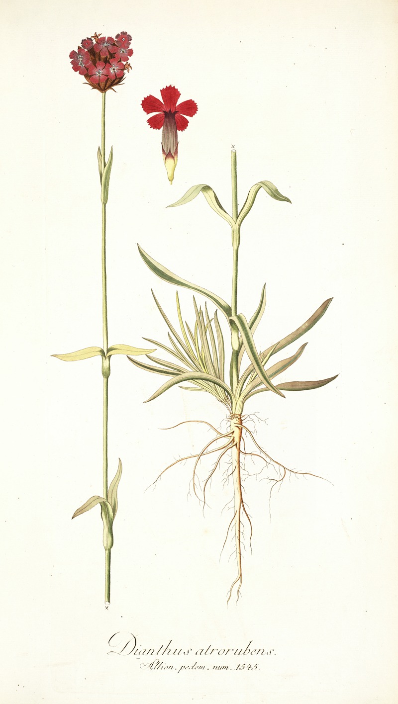 Nikolaus Joseph Freiherr von Jacquin - Dianthus atrorubens