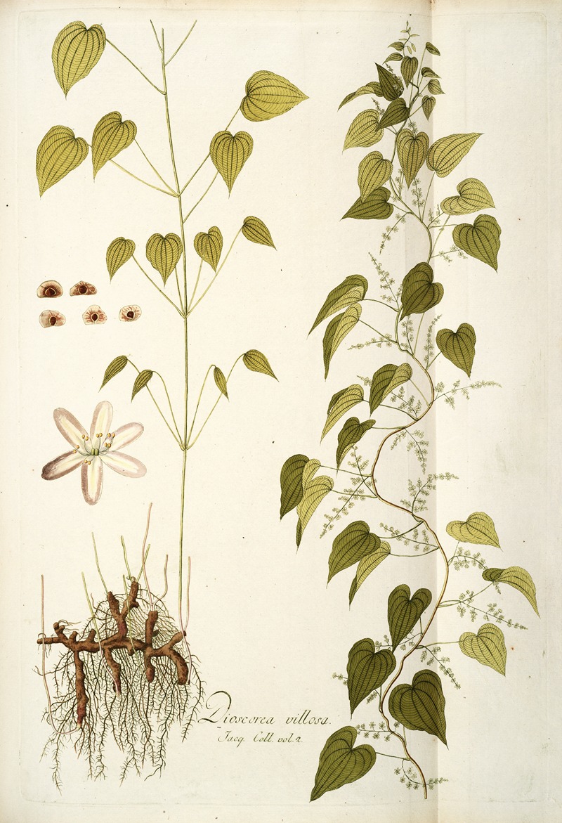 Nikolaus Joseph Freiherr von Jacquin - Dioscorea villosa