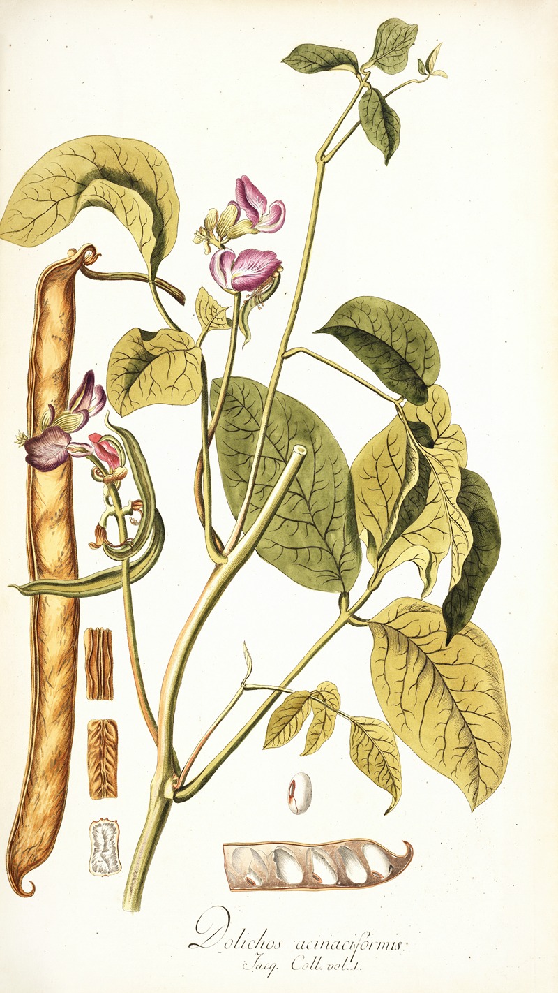 Nikolaus Joseph Freiherr von Jacquin - Dolichos acinaciformis