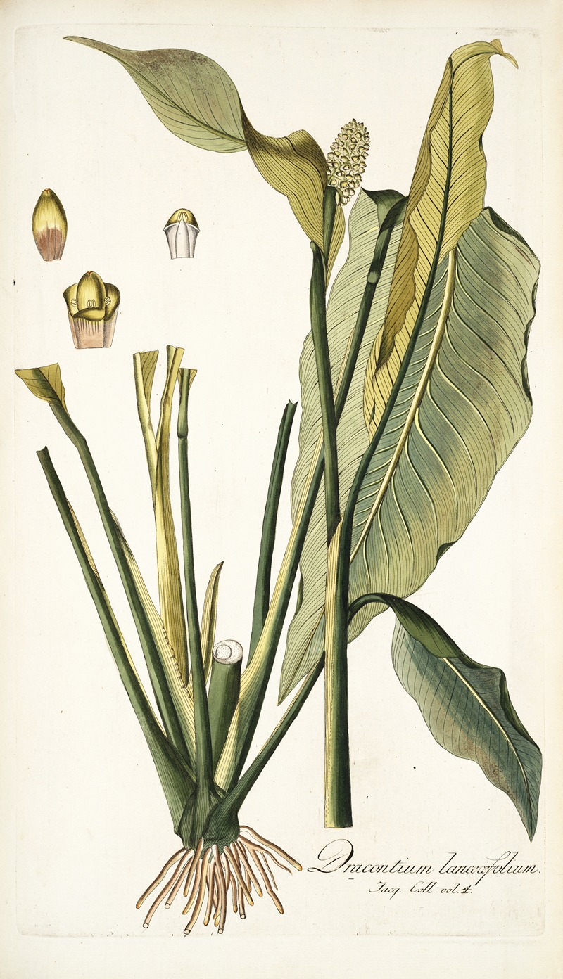 Nikolaus Joseph Freiherr von Jacquin - Dracontium lanceaefolium