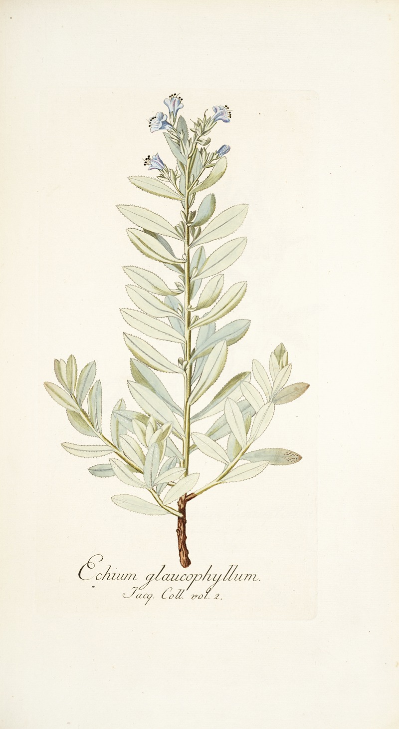 Nikolaus Joseph Freiherr von Jacquin - Echium glaucophyllum