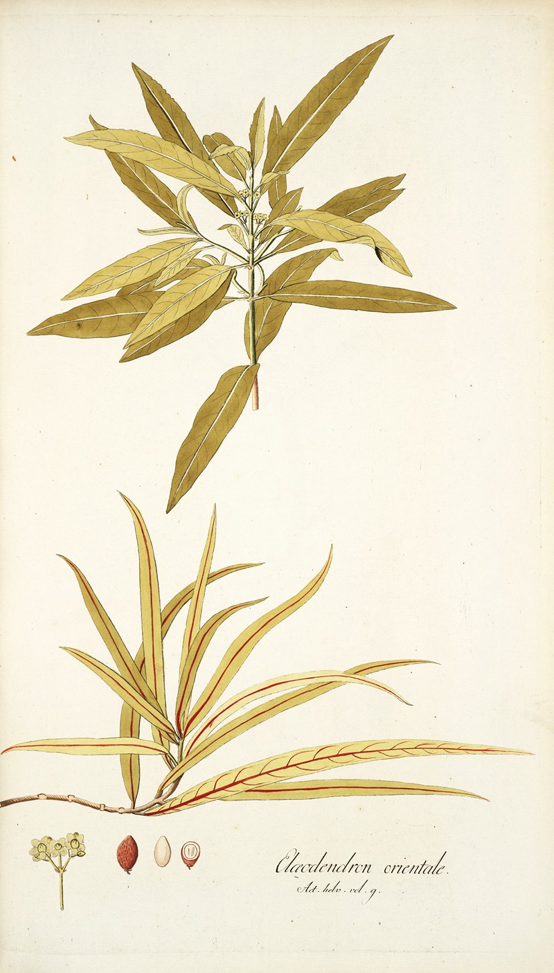 Nikolaus Joseph Freiherr von Jacquin - Elaeodendron orientale