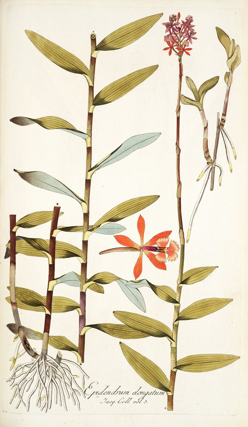 Nikolaus Joseph Freiherr von Jacquin - Epidendrum elongatum