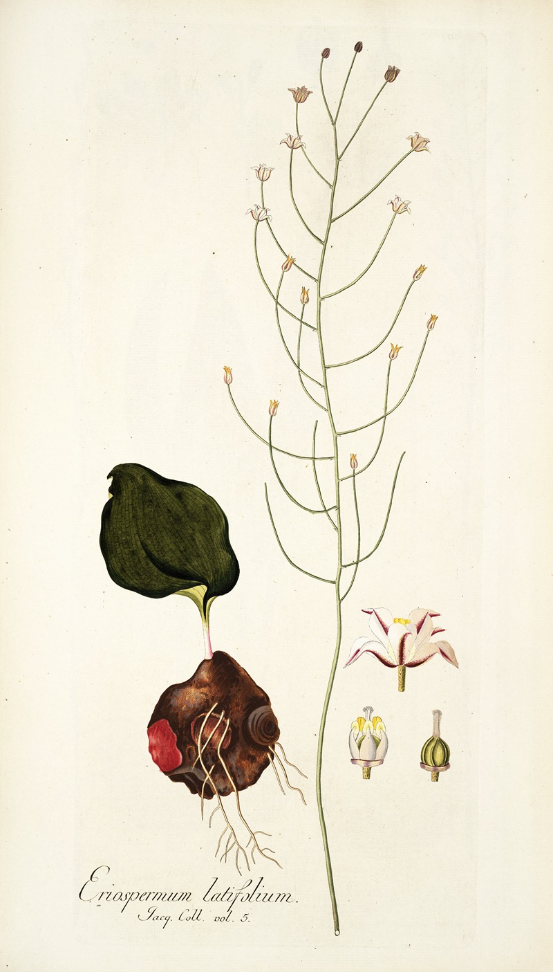 Nikolaus Joseph Freiherr von Jacquin - Eriospermum latifolium