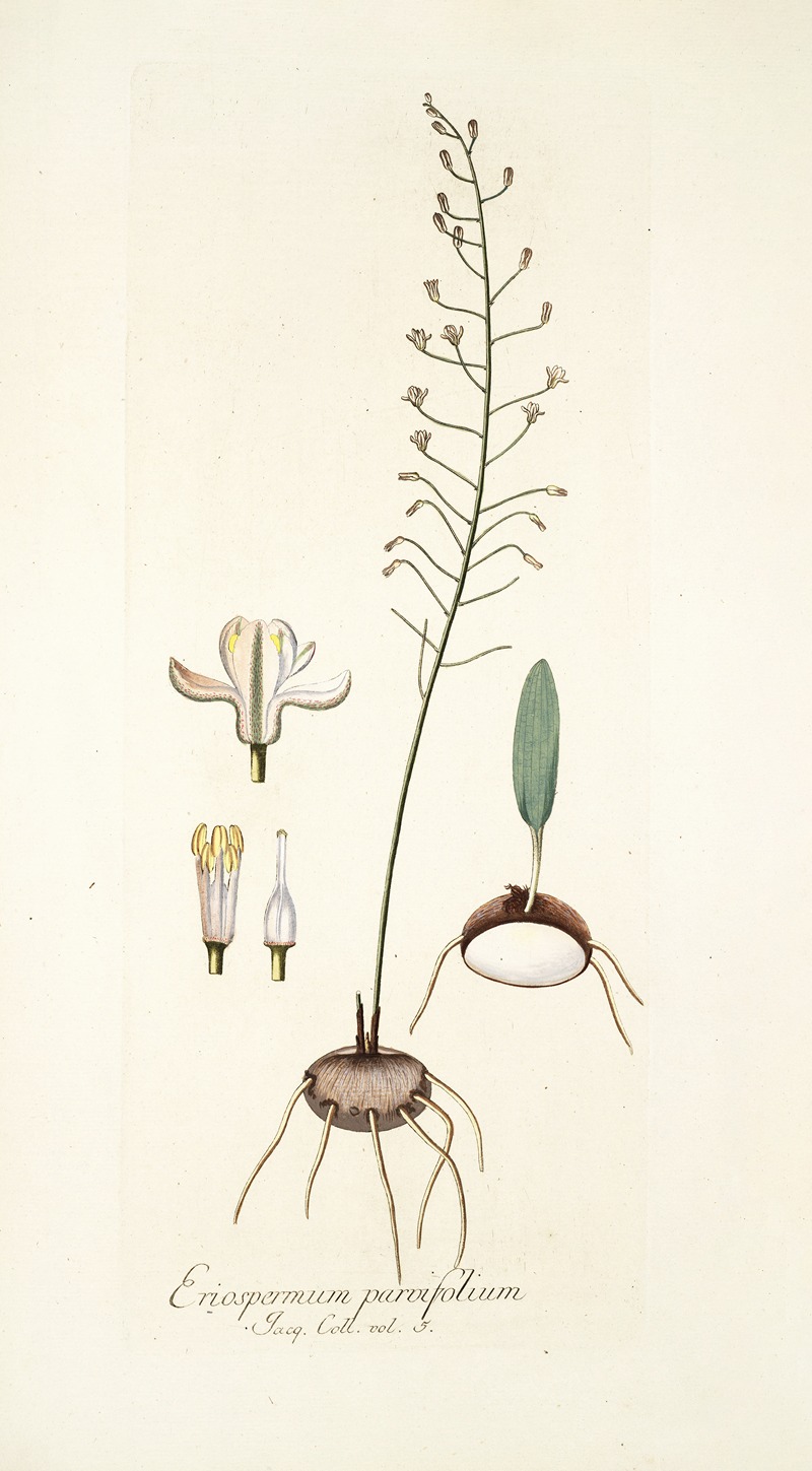 Nikolaus Joseph Freiherr von Jacquin - Eriospermum parvifolium