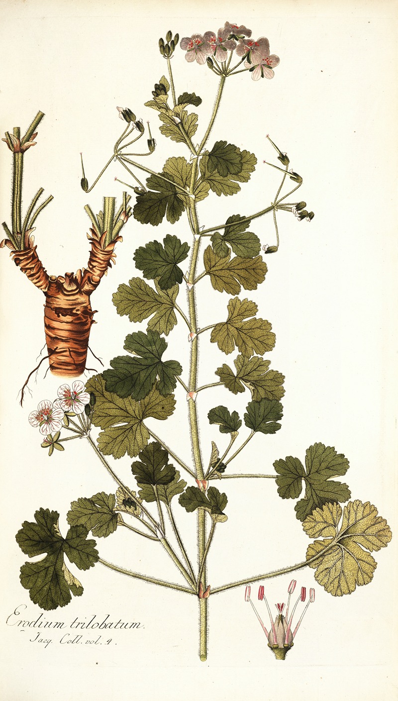 Nikolaus Joseph Freiherr von Jacquin - Erodium trilobatum