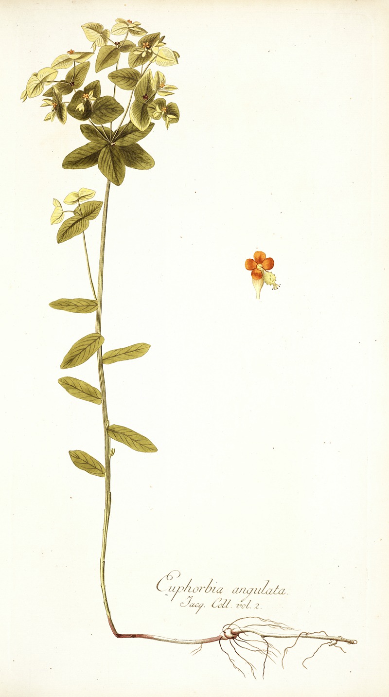 Nikolaus Joseph Freiherr von Jacquin - Euphorbia angulata
