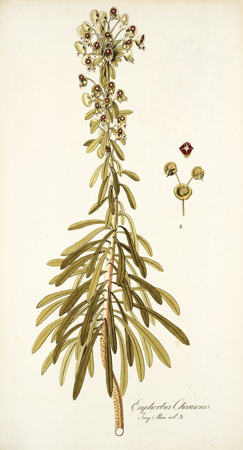 Nikolaus Joseph Freiherr von Jacquin - Euphorbia characias