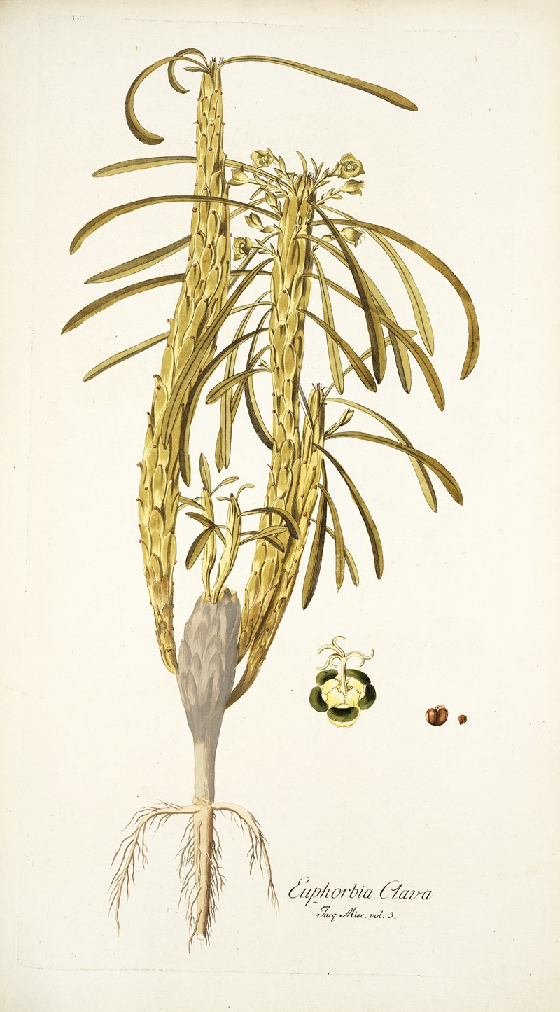 Nikolaus Joseph Freiherr von Jacquin - Euphorbia clava