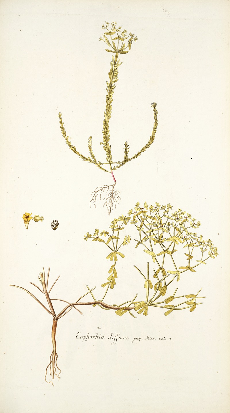 Nikolaus Joseph Freiherr von Jacquin - Euphorbia diffusa