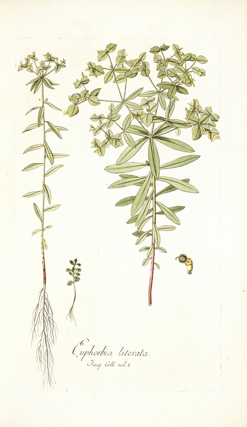 Nikolaus Joseph Freiherr von Jacquin - Euphorbia literata